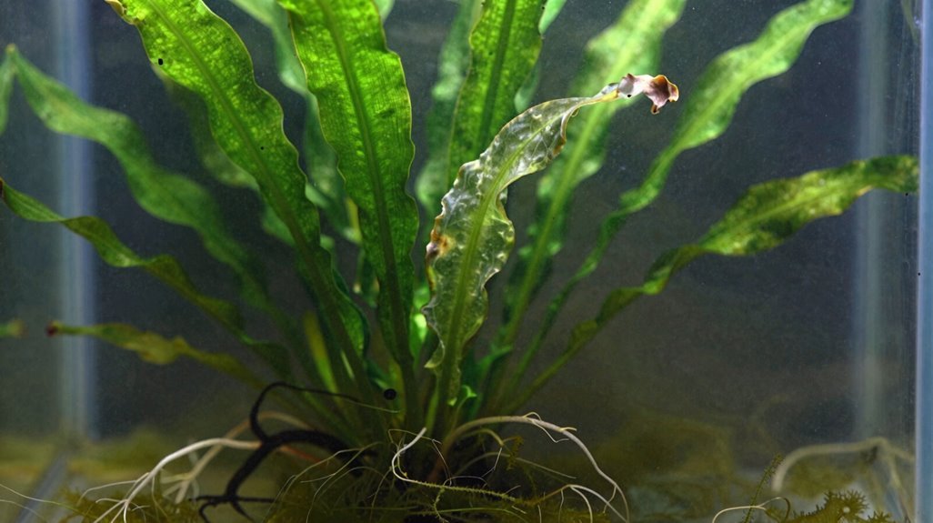 Why Are My Aquatic Plants Dying? 6 algae signals nutrient deficiency and recovery