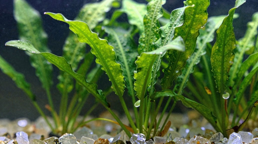 How to Identify Aquarium Plants Using Visual Cues 1 mobile apps id aquatic plants accurately